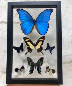 Brazilian Owl Butterfly in Frame