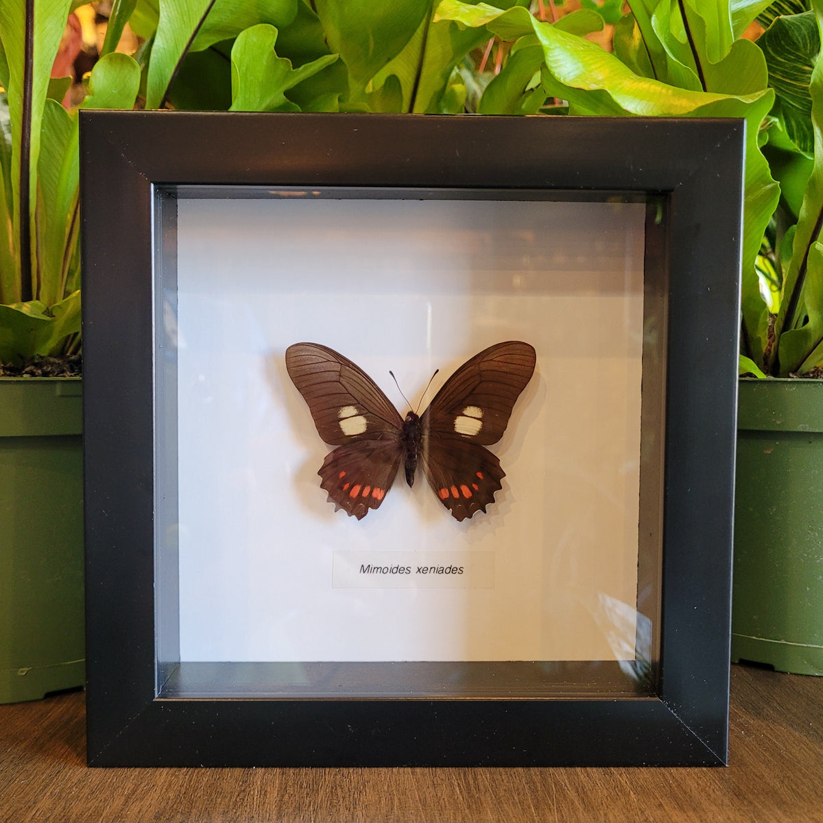 Brazilian Owl Butterfly in Frame