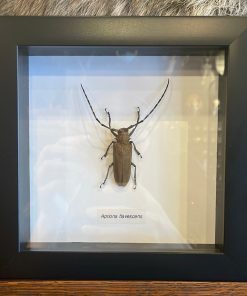 Brazilian Owl Butterfly in Frame