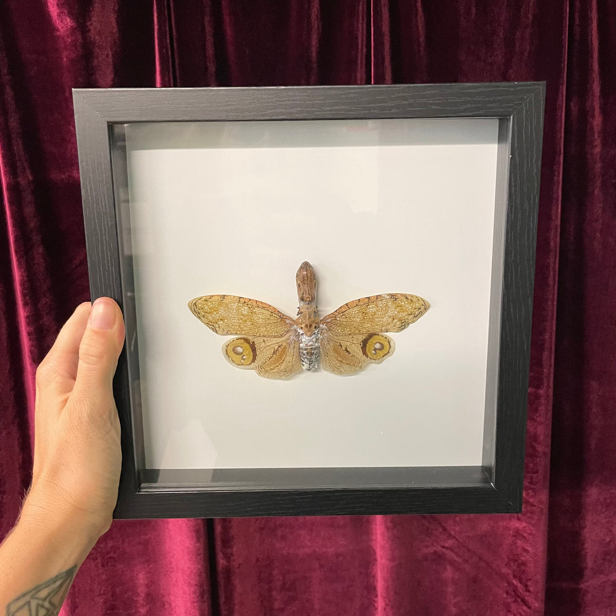 Brazilian Owl Butterfly in Frame