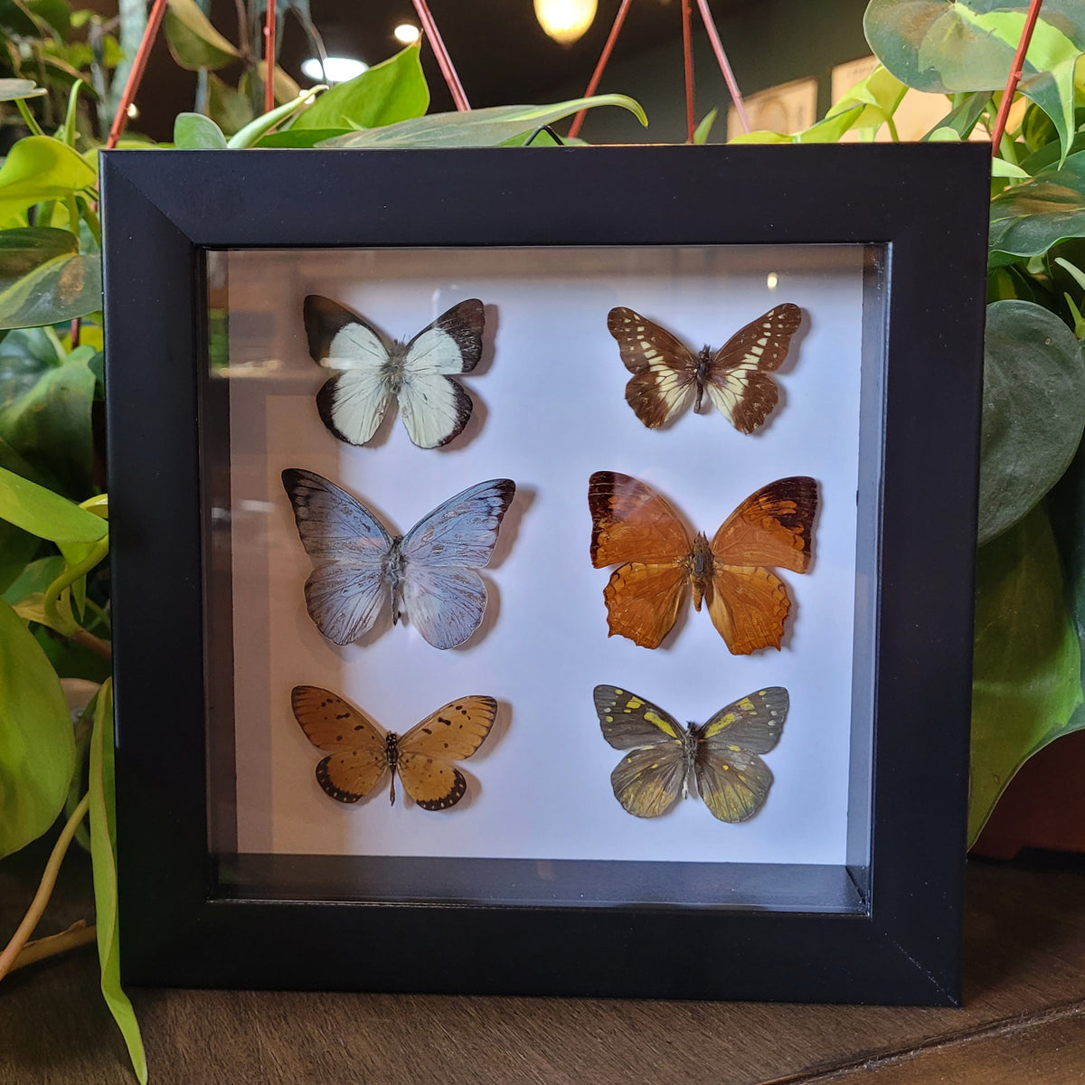 Brazilian Owl Butterfly in Frame